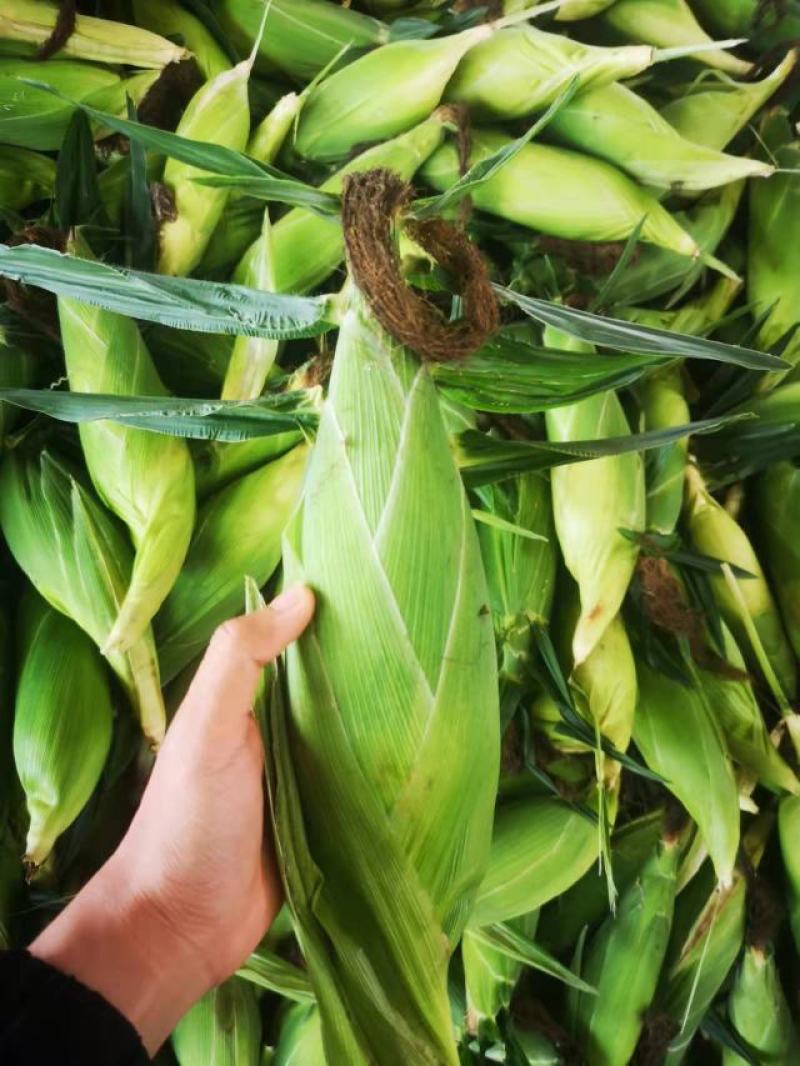 精品水果玉米.太阳花大量有货精品质量颗粒饱满