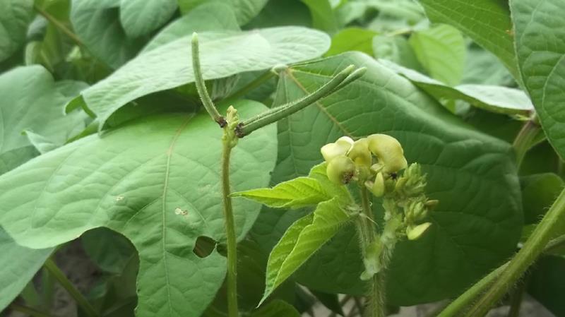 食品绿豆下料白城绿豆磨面绿豆拉粉去皮用的绿豆便宜东北绿豆