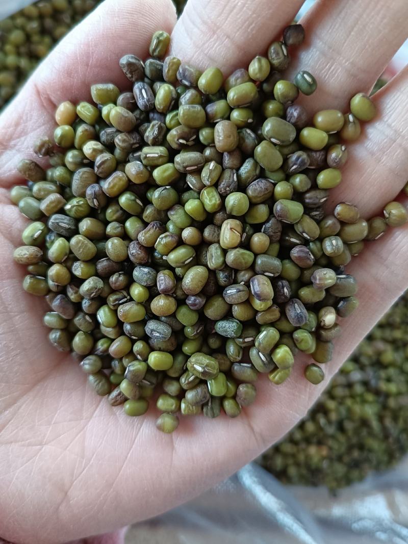 食品绿豆下料白城绿豆磨面绿豆拉粉去皮用的绿豆便宜东北绿豆