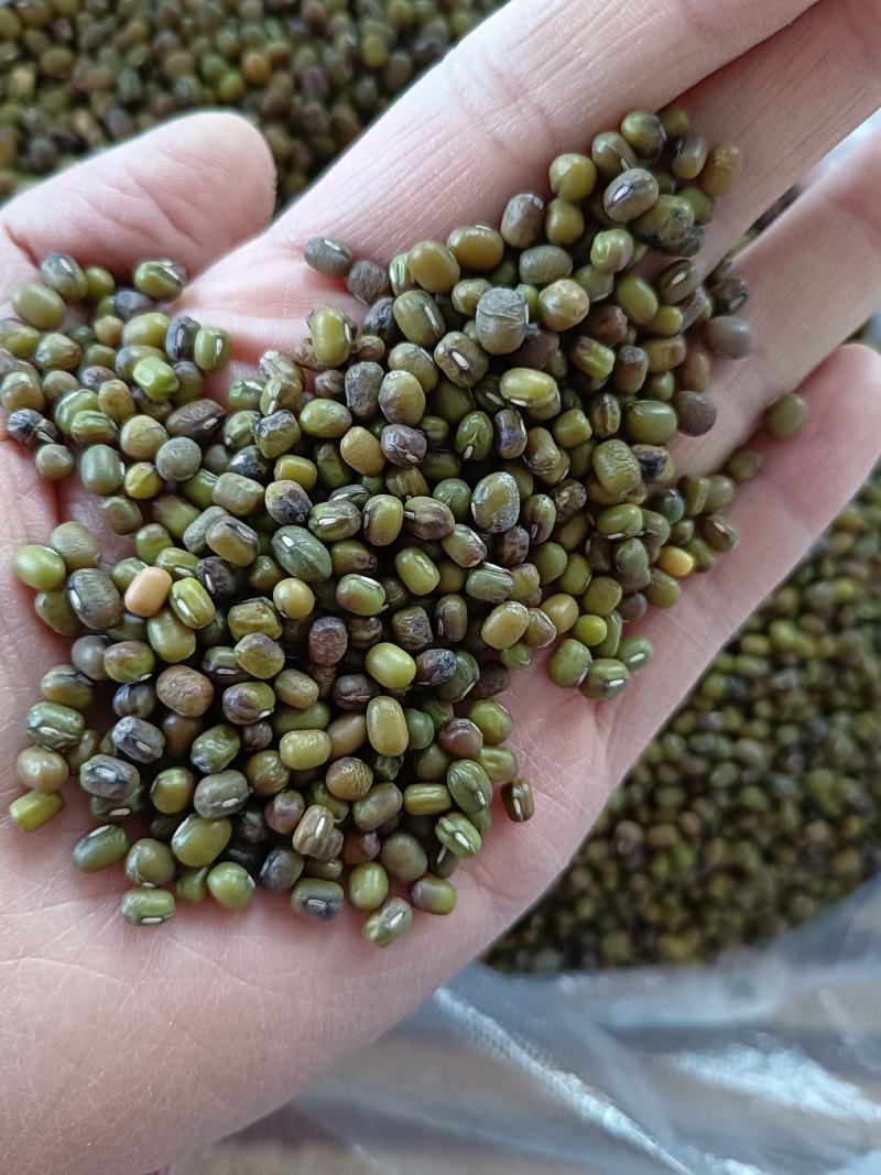 食品绿豆下料白城绿豆磨面绿豆拉粉去皮用的绿豆便宜东北绿豆