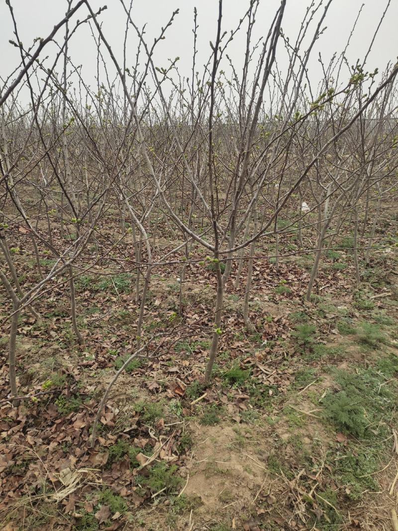 山楂树2公分2.5公分3公分定植的用量大价格再谈