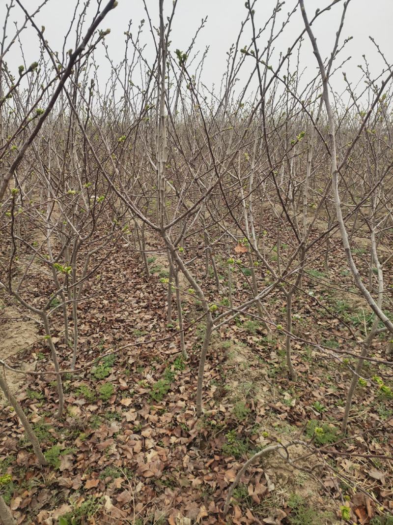 山楂树2公分2.5公分3公分定植的用量大价格再谈