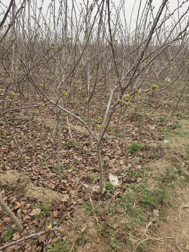 山楂树2公分2.5公分3公分定植的用量大价格再谈