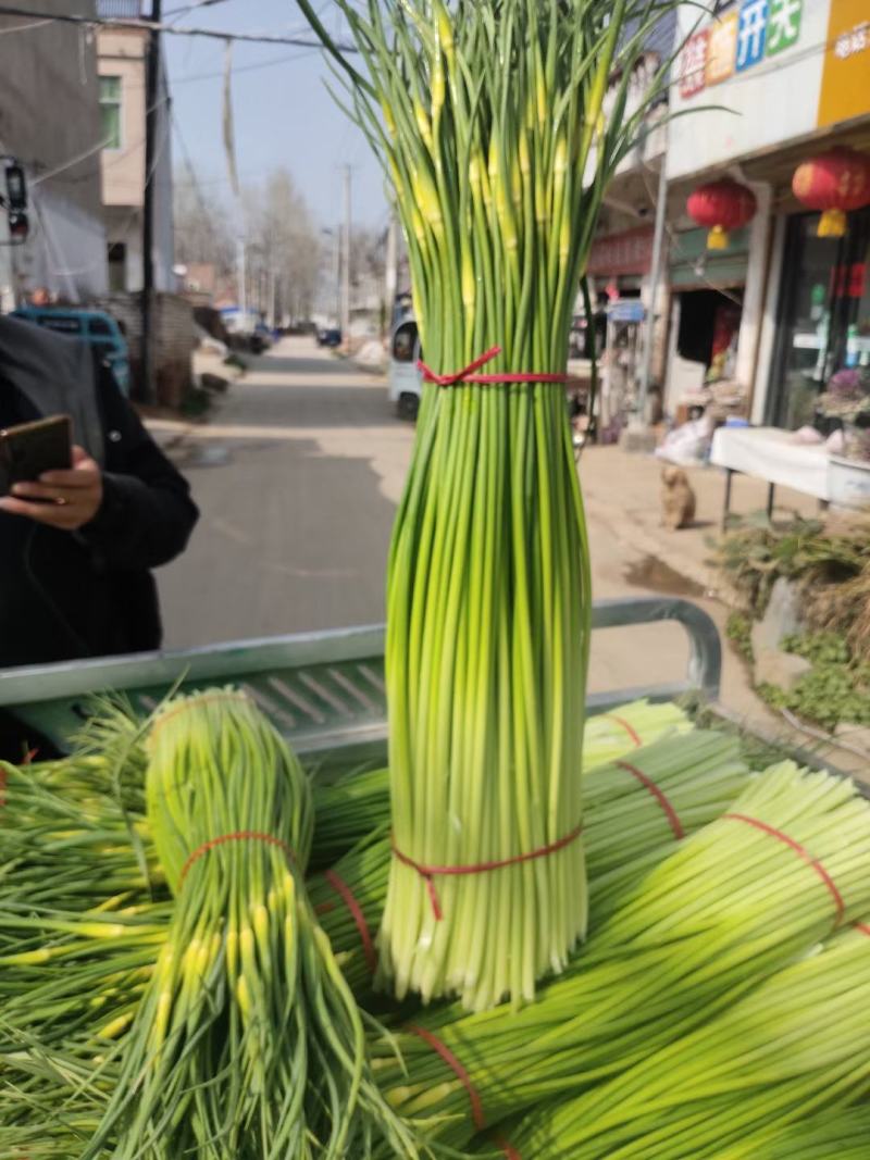 河南精品白帽蒜苔，红帽蒜苔，产地直供，价格便宜，欢迎采购