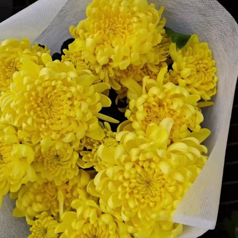 优质黄白龙爪菊清明观赏租摆龙爪菊基地直销