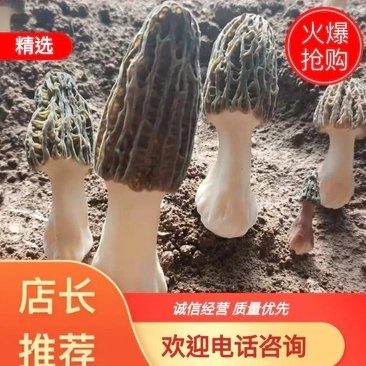羊肚菌菌种六妹，七妹川羊肚菌母种原种栽培种一级二级三级种