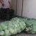 羊肚菌菌种六妹，七妹川羊肚菌母种原种栽培种一级二级三级种
