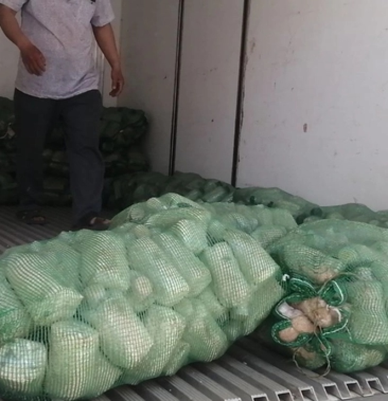 羊肚菌菌种六妹，七妹川羊肚菌母种原种栽培种一级二级三级种