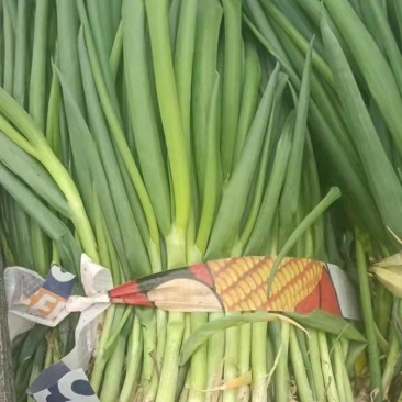 大量供应小葱苗