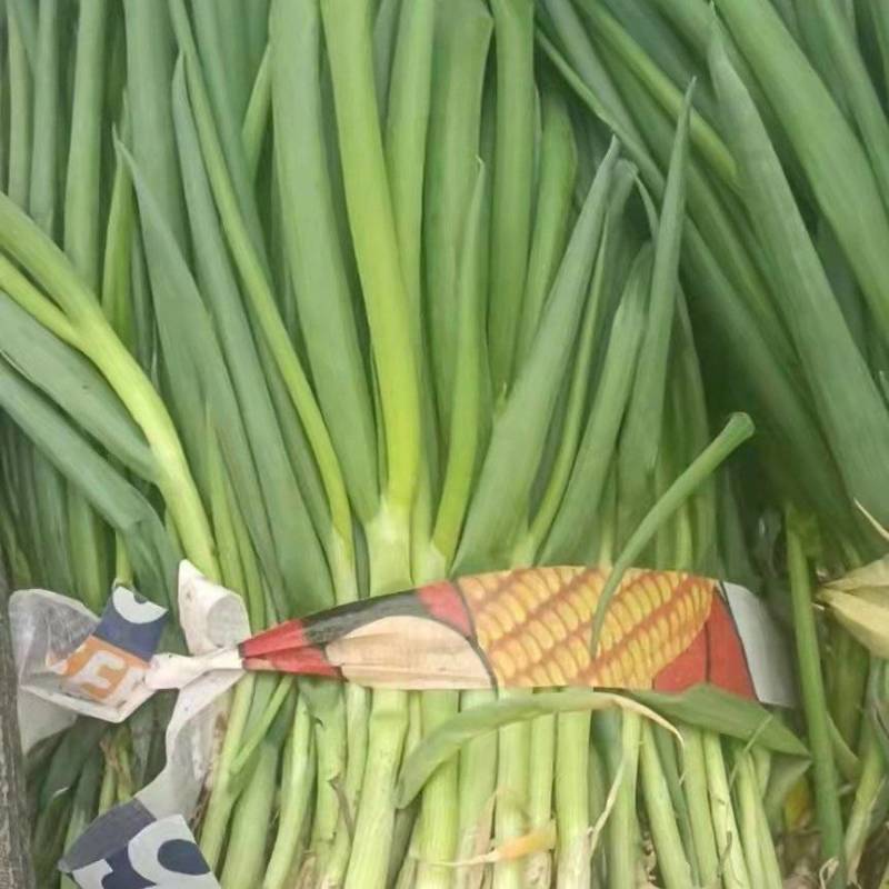 大量供应小葱苗