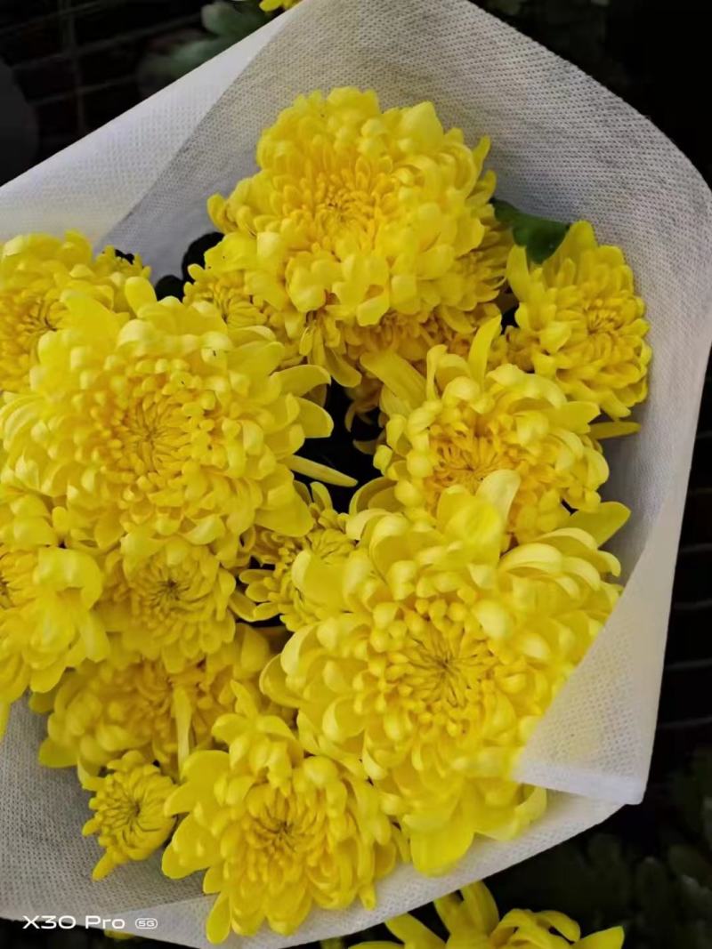 优质黄白龙爪菊清明观赏租摆龙爪菊基地直销