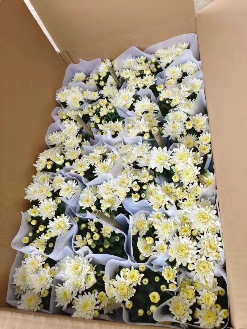 优质黄白龙爪菊清明观赏租摆龙爪菊基地直销