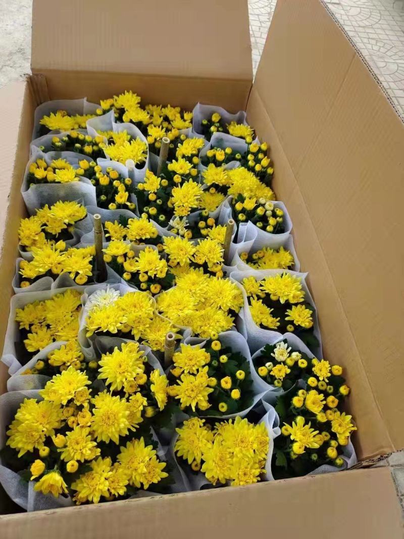 优质黄白龙爪菊清明观赏租摆龙爪菊基地直销