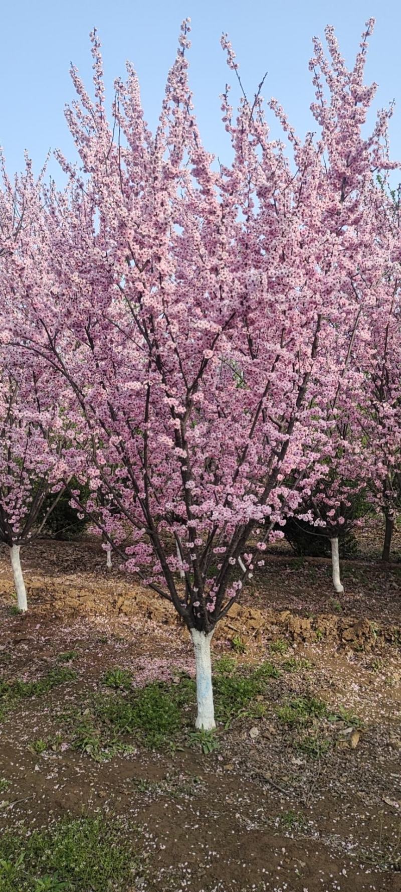 供应白蜡，金叶白蜡，造型白蜡，秋紫白蜡，大白蜡，带帽白蜡