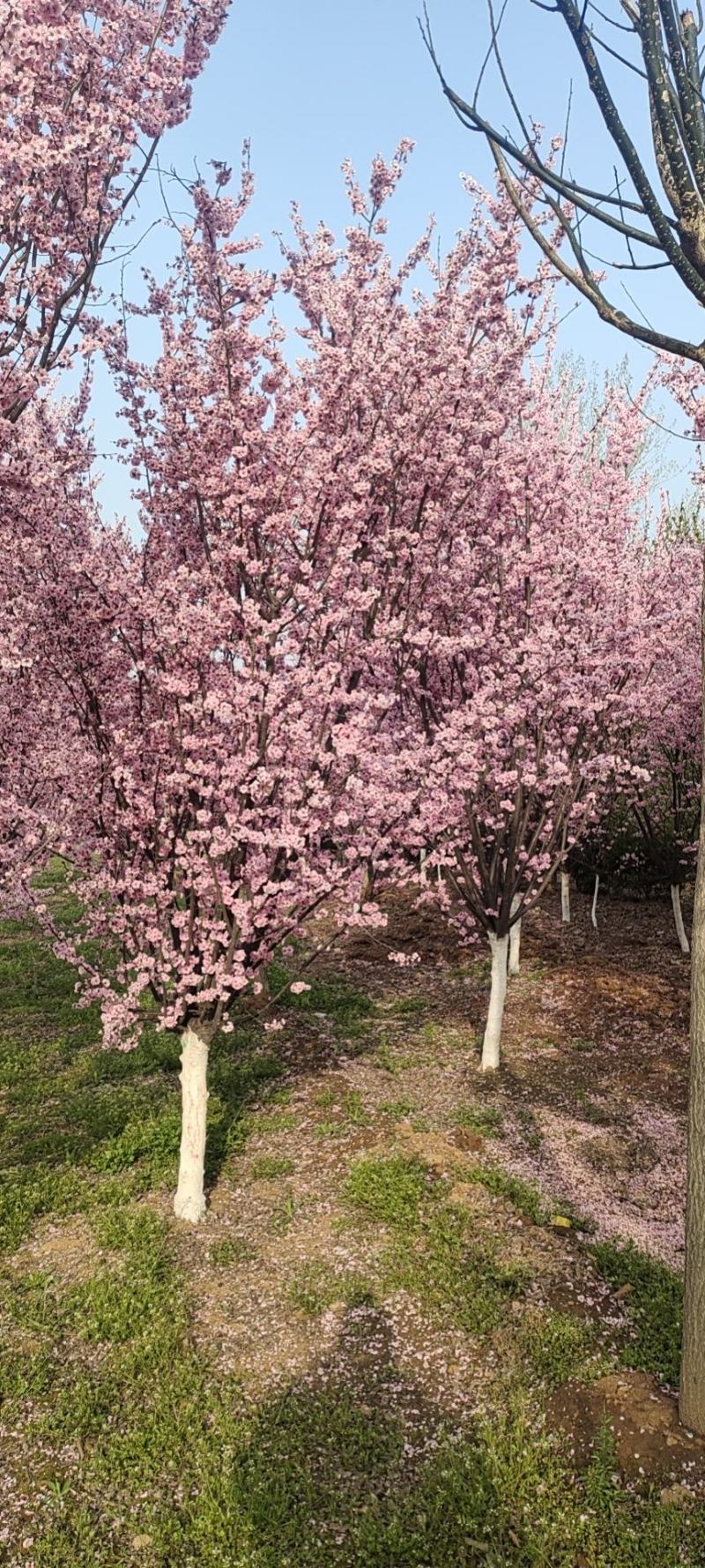 供应白蜡，金叶白蜡，造型白蜡，秋紫白蜡，大白蜡，带帽白蜡