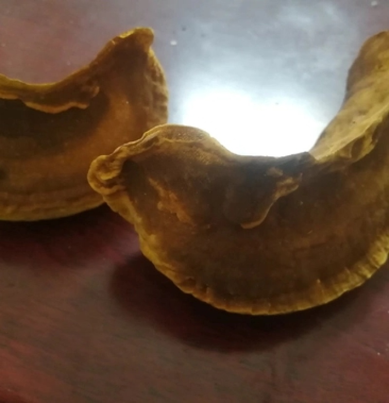 桑黄菌种菌包桑树桑黄，划口即可出菇黄，食用菌菌种