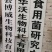 桑黄菌种菌包桑树桑黄，划口即可出菇黄，食用菌菌种