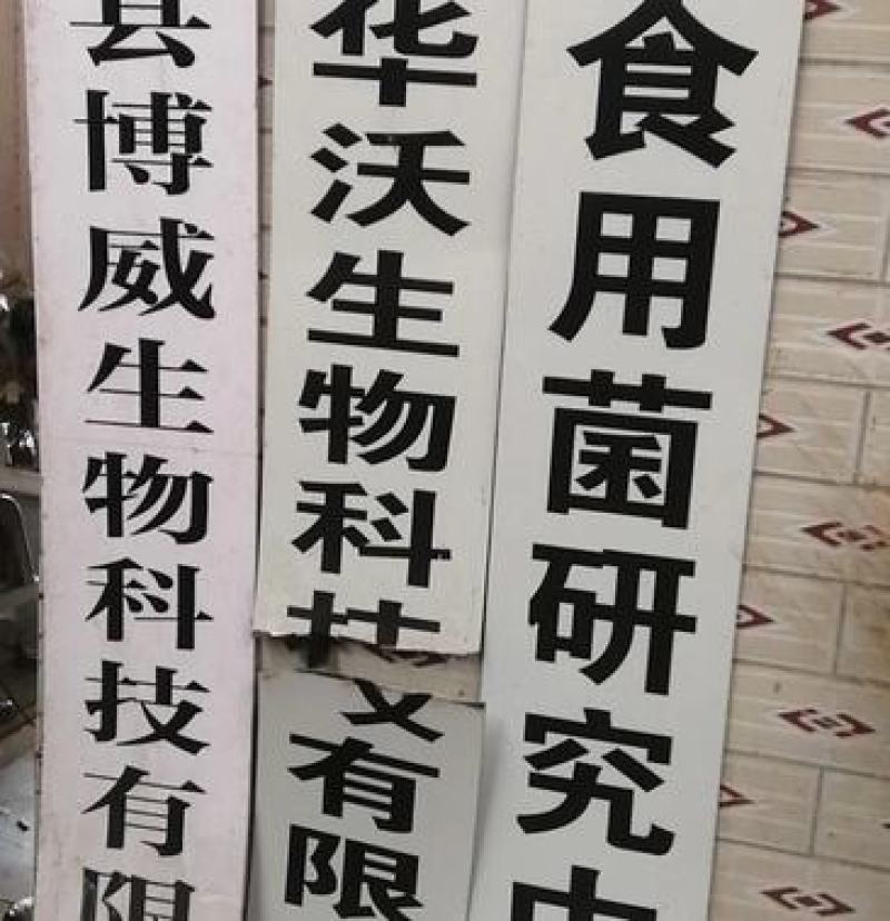 桑黄菌种菌包桑树桑黄，划口即可出菇黄，食用菌菌种