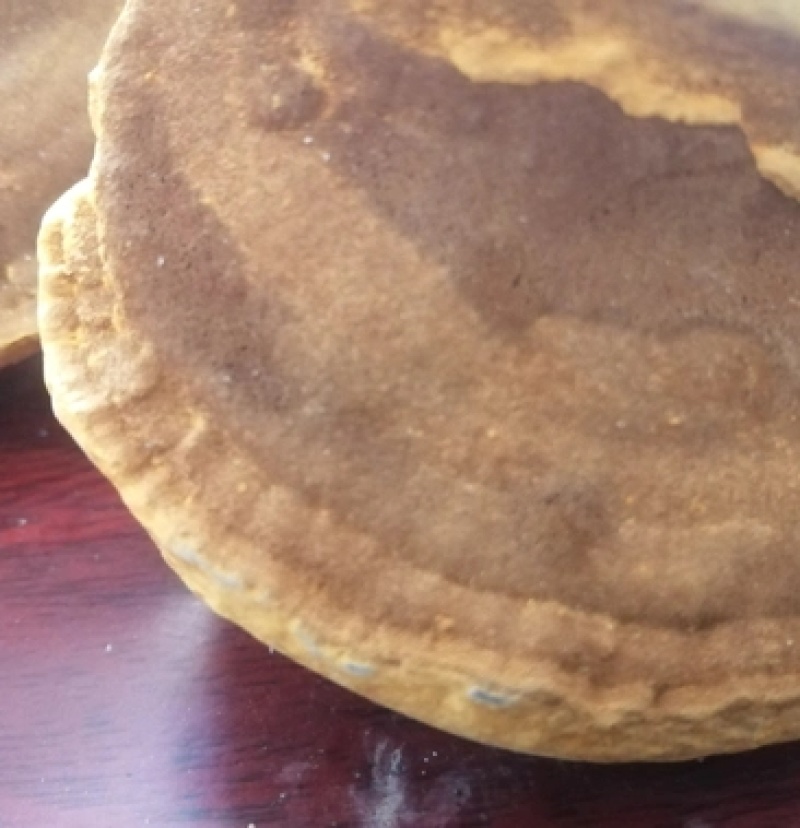 桑黄菌种菌包桑树桑黄，划口即可出菇黄，食用菌菌种