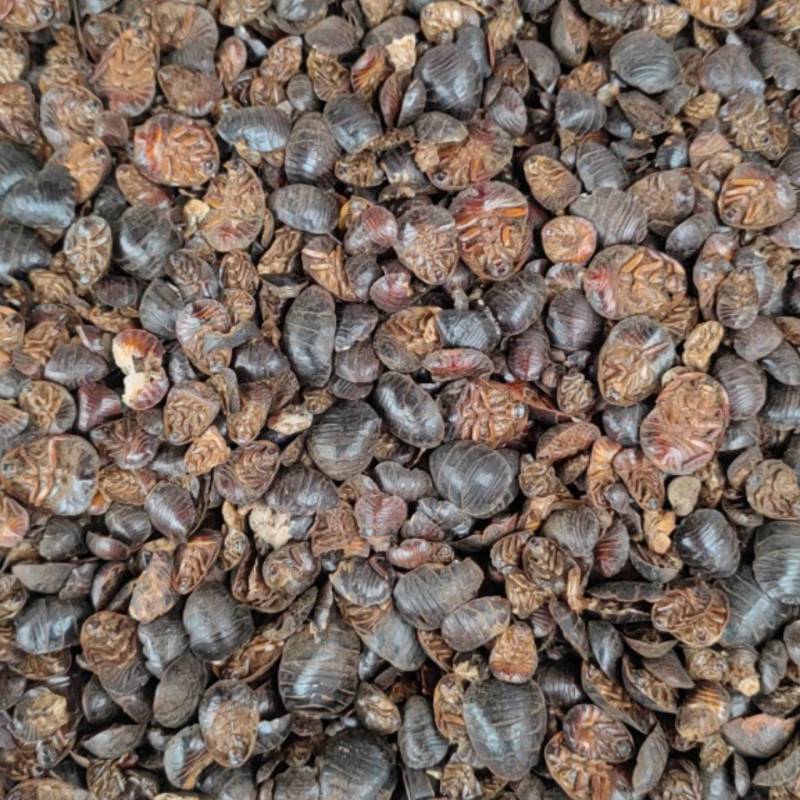 土元土鳖虫净货各种规格和价格各种中药材