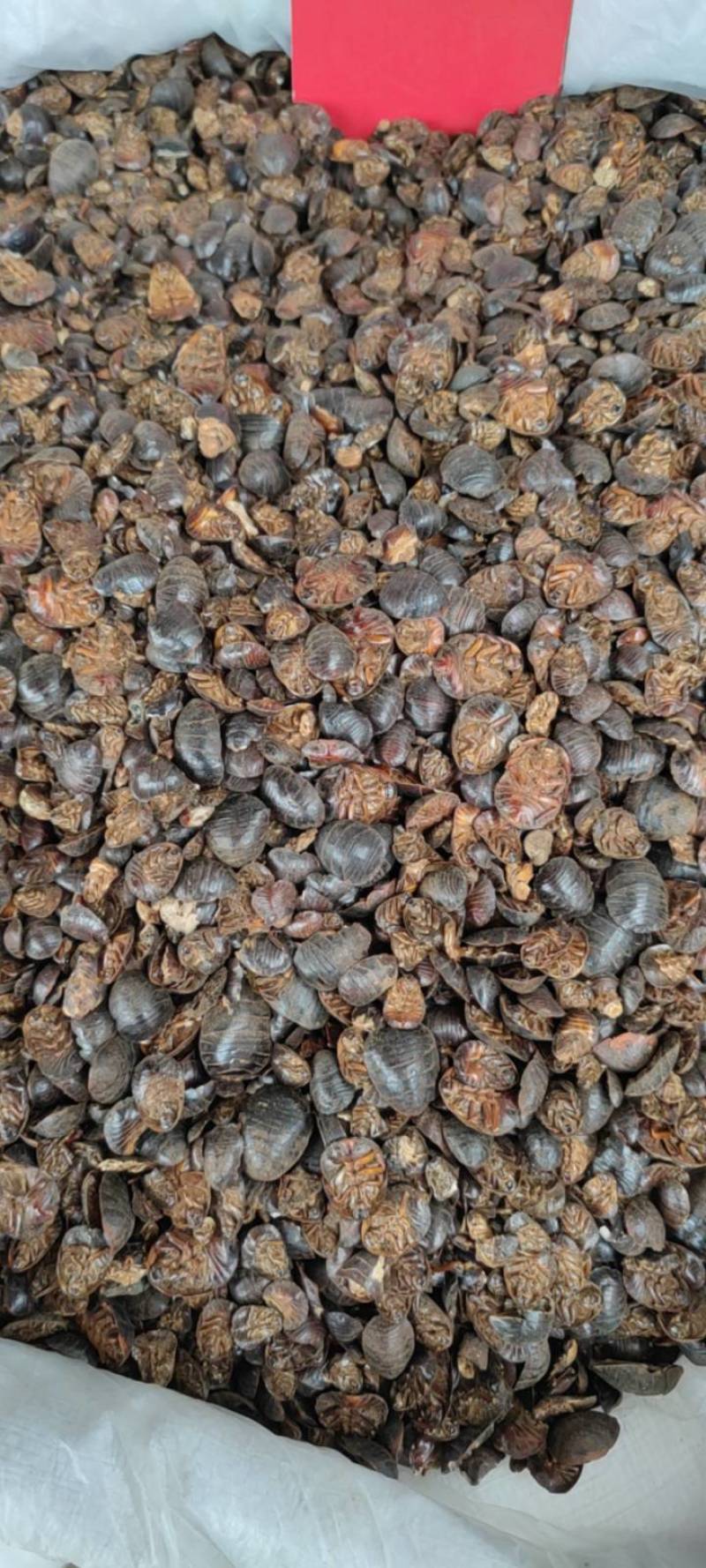 土元土鳖虫净货各种规格和价格各种中药材