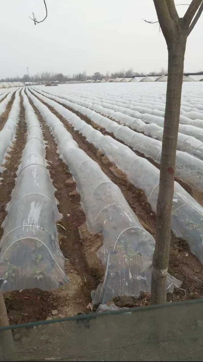 地膜白地膜保温保墒保湿全新料拉力韧性好适合蔬菜种植覆盖