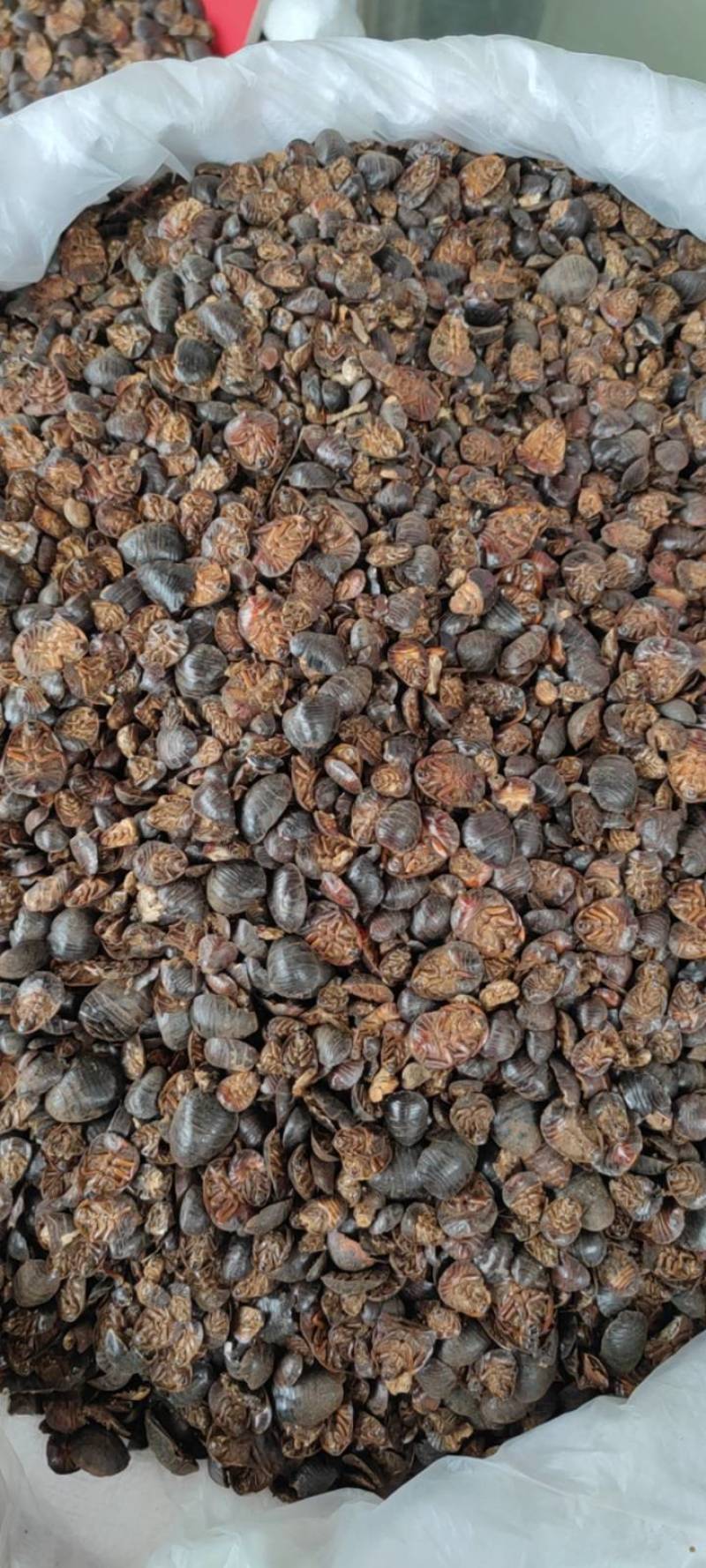 土元土鳖虫净货各种规格和价格各种中药材