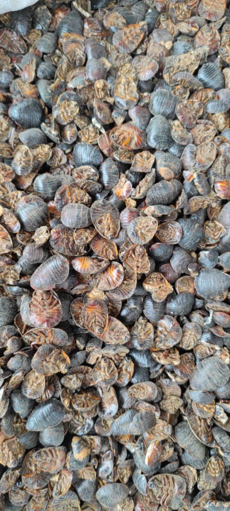 土元土鳖虫净货各种规格和价格各种中药材