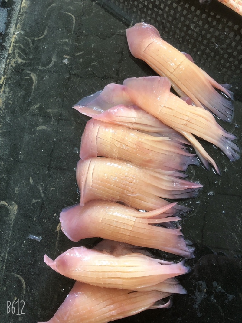火箭鱿鱼原料