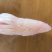 火箭鱿鱼原料