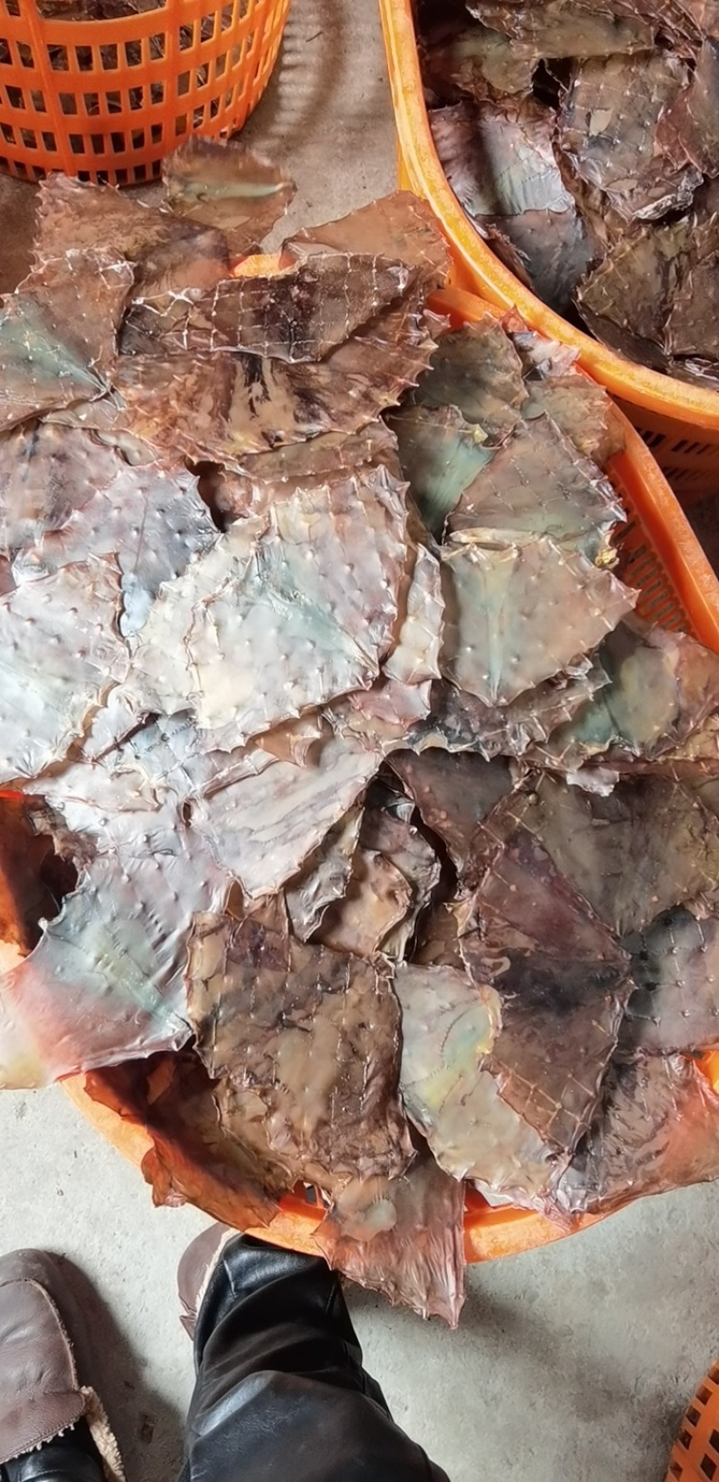 火箭鱿鱼原料