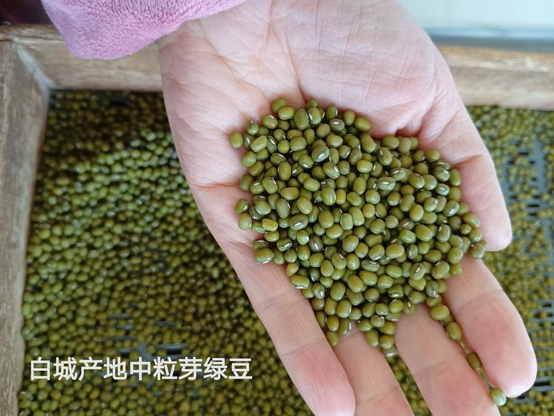 中粒白城芽绿豆产区直供专业能发芽正宗洮南明绿豆批发非进口