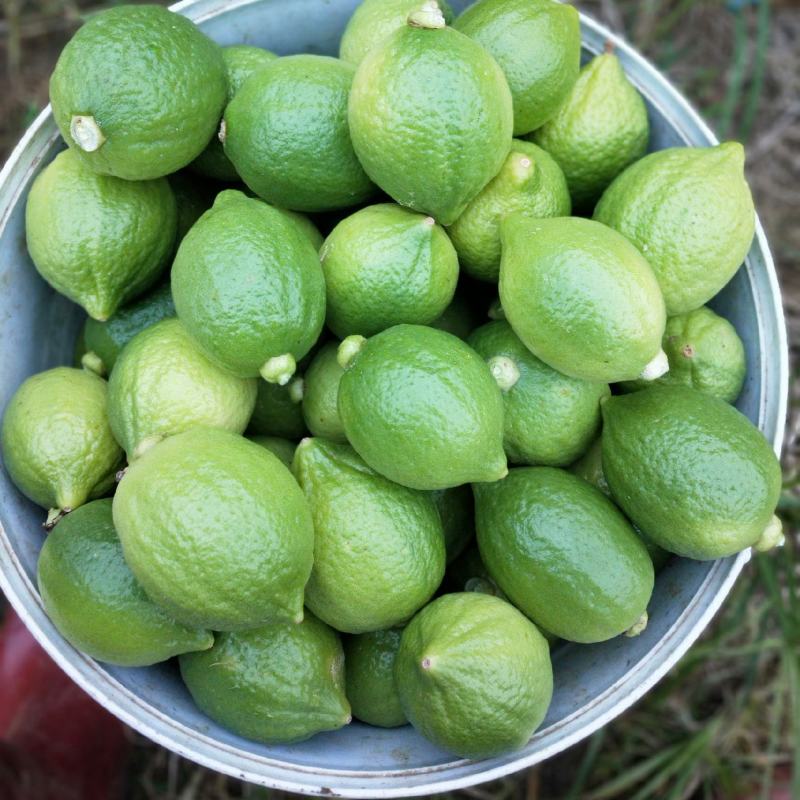 广东香水柠檬、皮薄多汁，香味十足，味道一级棒