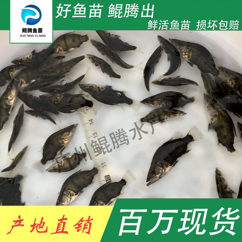 鱼苗桂花鱼鲲腾鱼苗好鱼苗鲲腾出产地直销百万现货