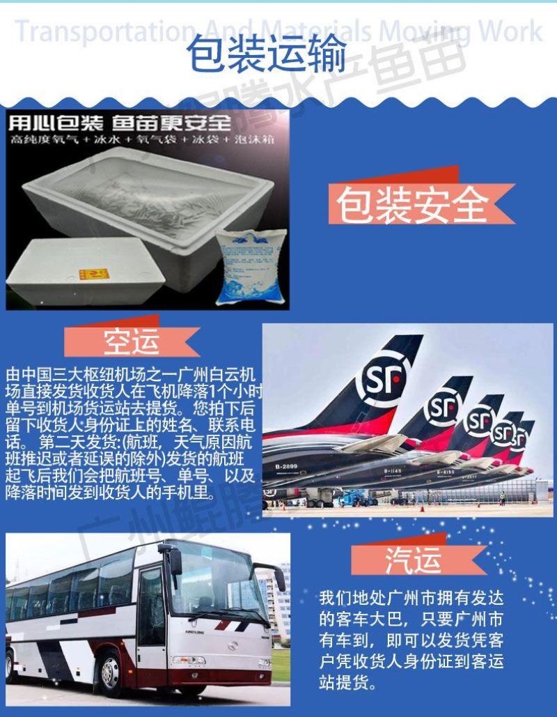 鱼苗桂花鱼鲲腾鱼苗好鱼苗鲲腾出产地直销百万现货