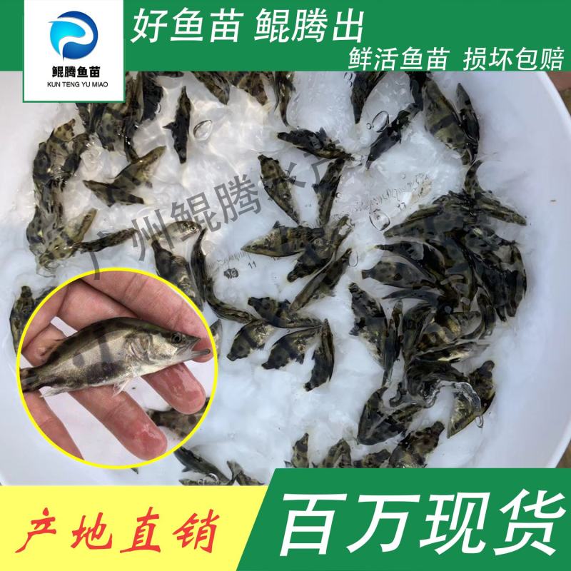 鱼苗桂花鱼鲲腾鱼苗好鱼苗鲲腾出产地直销百万现货