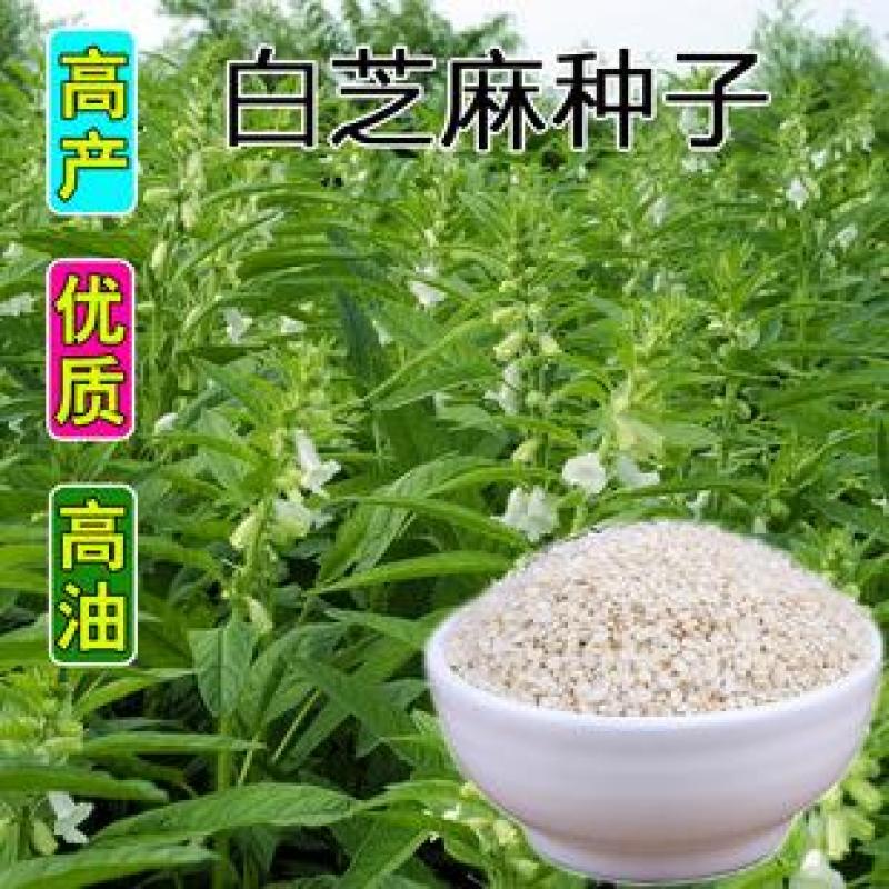 怡想杂交988白芝麻种子，抗病性好，千粒重4克左右