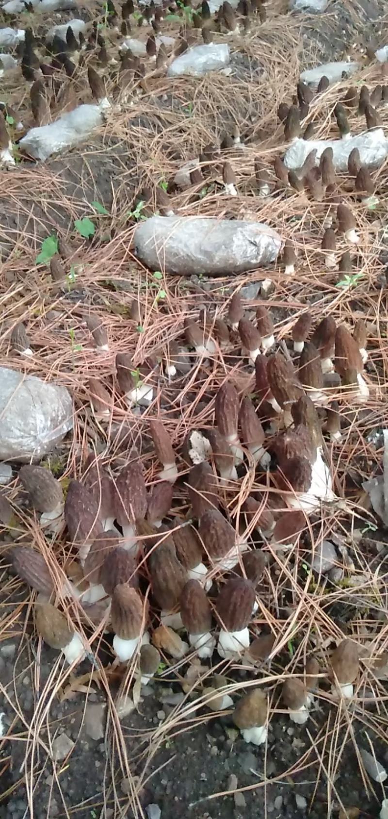 新鲜羊肚菌，产地直发，量大从优
