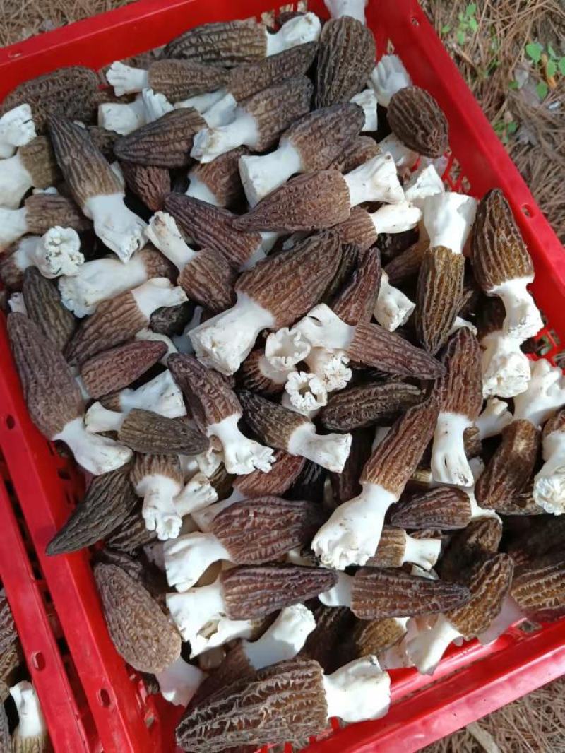 新鲜羊肚菌，产地直发，量大从优