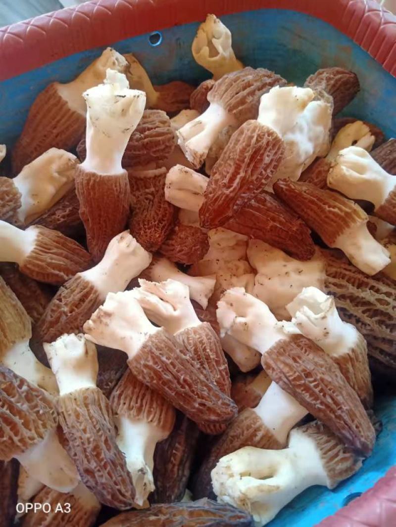 新鲜羊肚菌，产地直发，量大从优