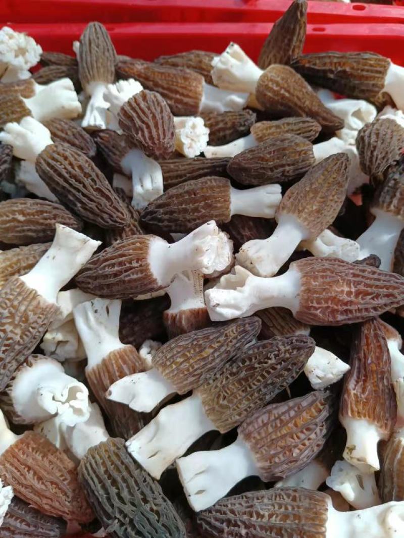 新鲜羊肚菌，产地直发，量大从优