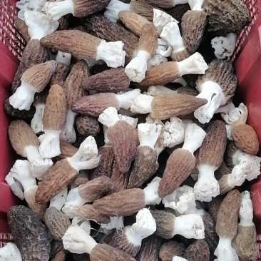 新鲜羊肚菌，产地直发，量大从优