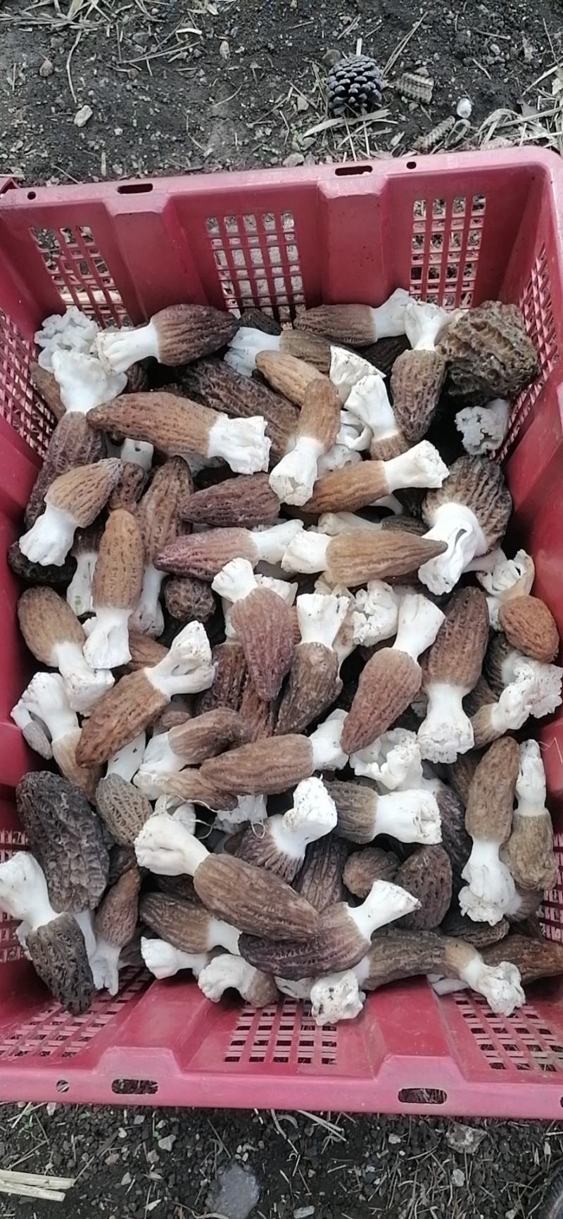 新鲜羊肚菌，产地直发，量大从优