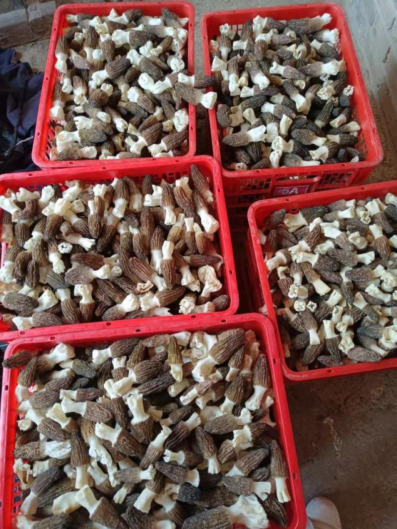 新鲜羊肚菌，产地直发，量大从优