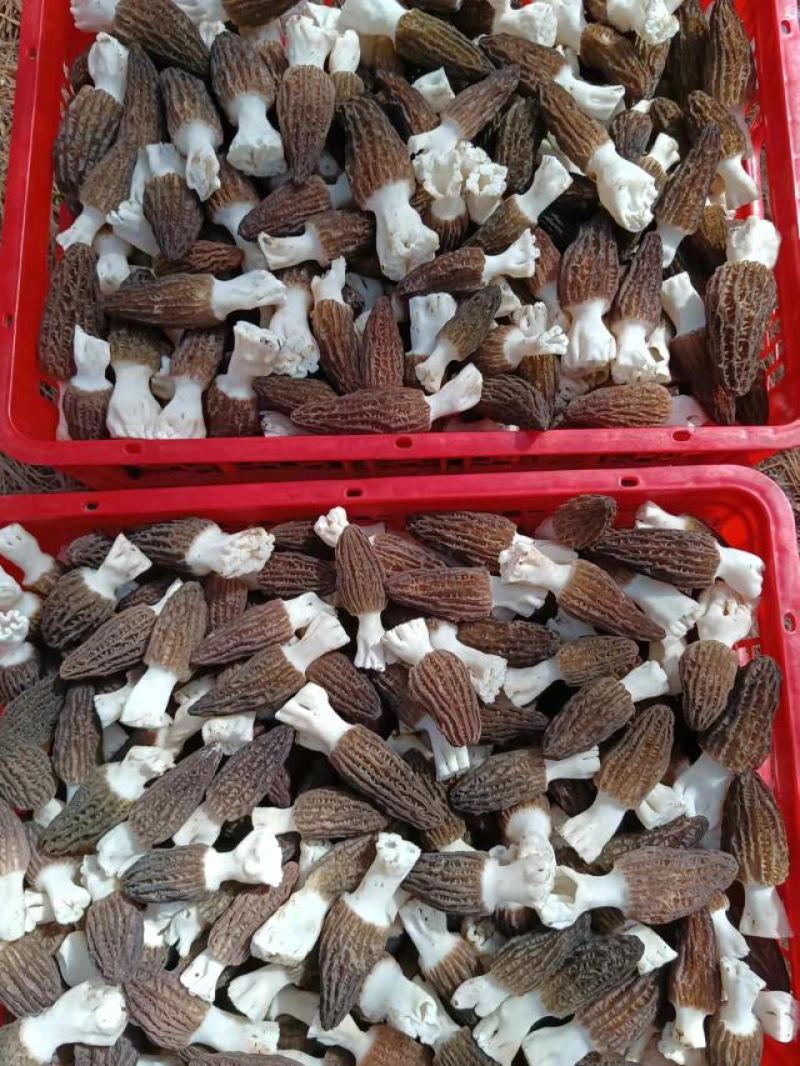 新鲜羊肚菌，产地直发，量大从优