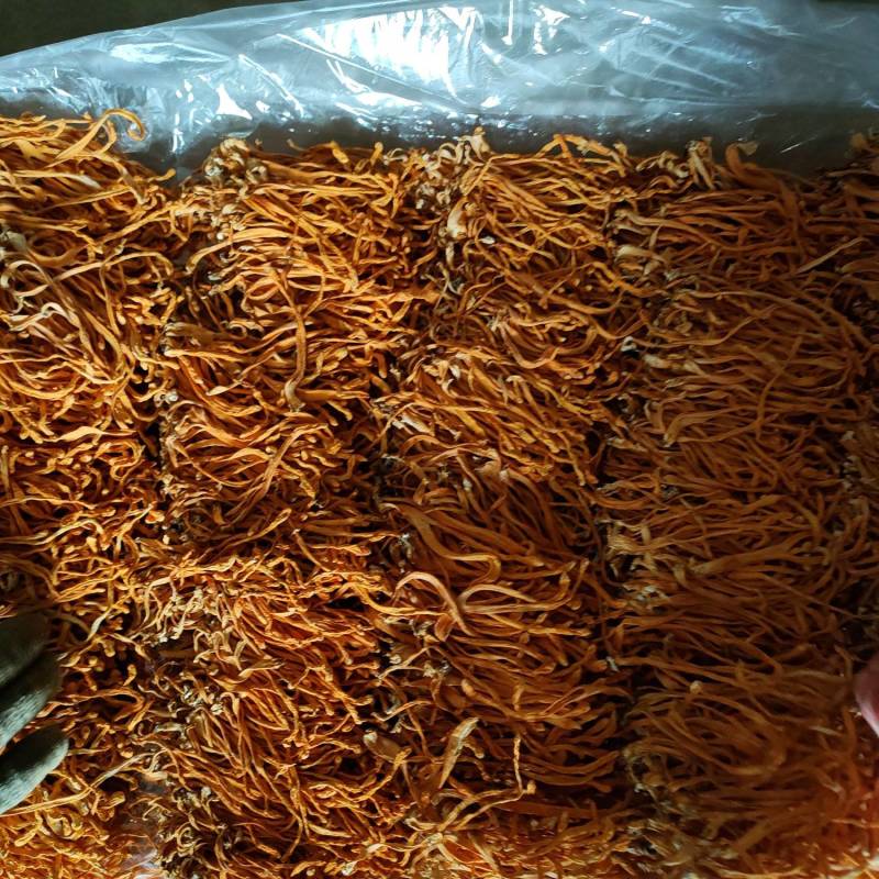 【地理标志产品】箱排虫草花适合回去打小包装损耗小性价比高