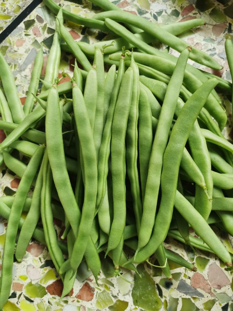 四季豆无筋豆基地直供现采现采新鲜上市