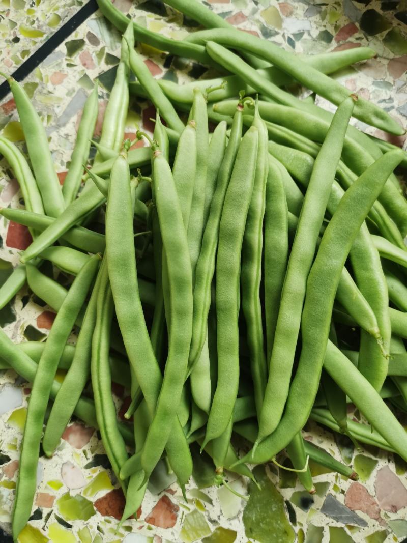 四季豆无筋豆基地直供现采现采新鲜上市