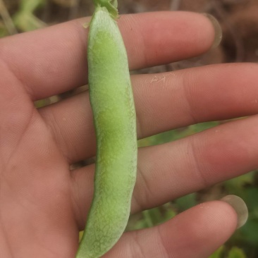 豌豆荚，大白豌豆荚，产地一手货源