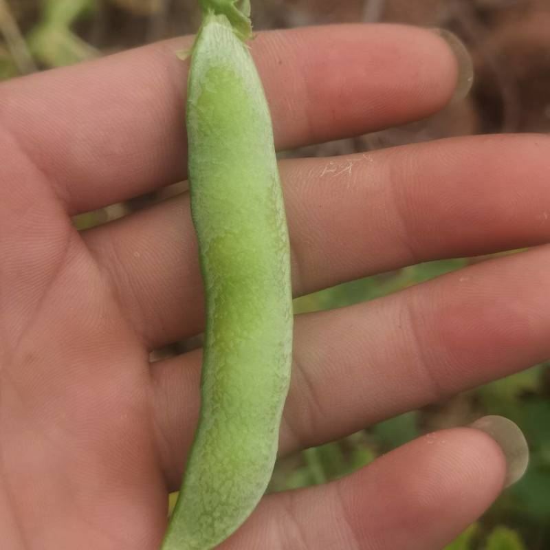 豌豆荚，大白豌豆荚，产地一手货源